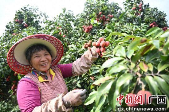 正在采摘荔枝的工人 曾钎祥 摄