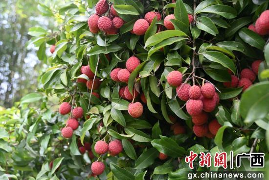 荔枝挂满枝头。曾钎祥 摄