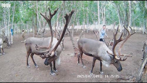 神眸BC6 AI智能口袋摄像机在室韦驯鹿基地拍摄画面，图片来源：企业供图