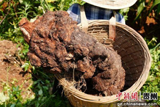 采挖出近20斤的茯苓。陈昆 摄