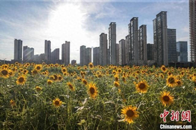 图为7月1日，江西南昌新建区，夏日时节向日葵盛开。刘力鑫 摄
