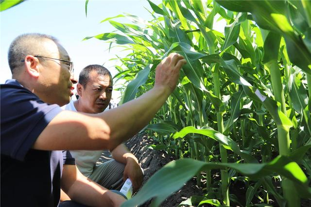 农技研究员现场讲解赤眼蜂投放事项。（资料图）