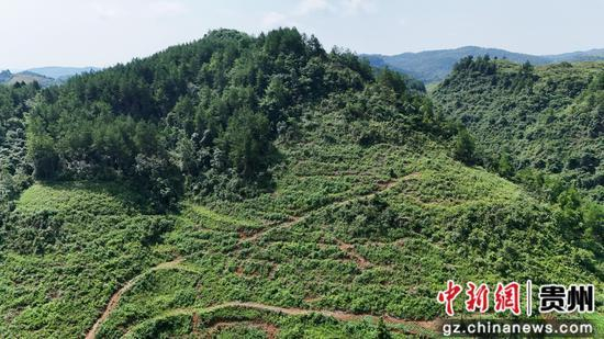 岑巩县羊桥土家族乡祝坝村茯苓种植基地。陈昆 摄