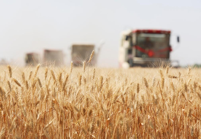6月10日，河北省石家庄市栾城区柳林屯乡东牛村村民驾驶农机收割小麦。新华社发（梁子栋摄）