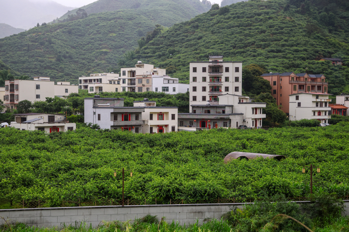 双合村大多数村民都种有李子树