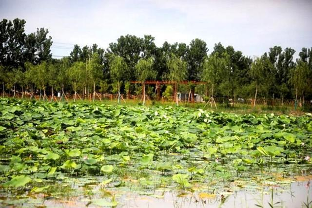 “半亩方塘一鉴开，天光云景共徘徊”的诗意照进刘楼村现实。丰县县委宣传部供图