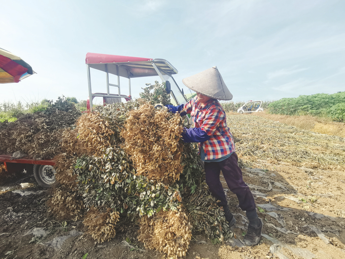     村民将采收的花生装车。    （黄潇慧 摄）