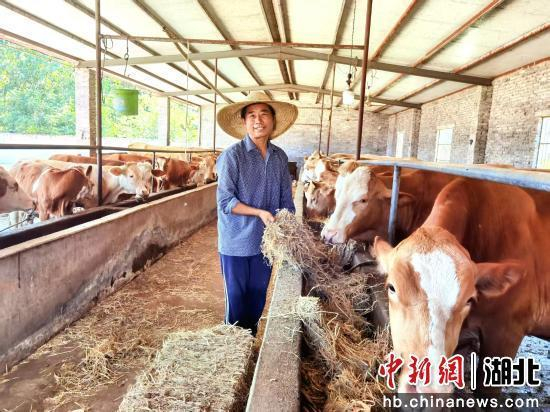 麻城镇板庙村村民孙红明正在给肉牛喂草。李德银 摄