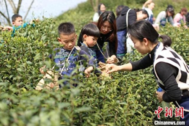 研学亲子团走进茶山。吴雯雯 摄