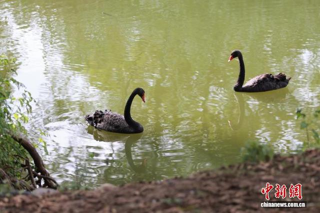 7月10日，两只黑天鹅在九龙湿地嬉戏。傅飞扬 摄