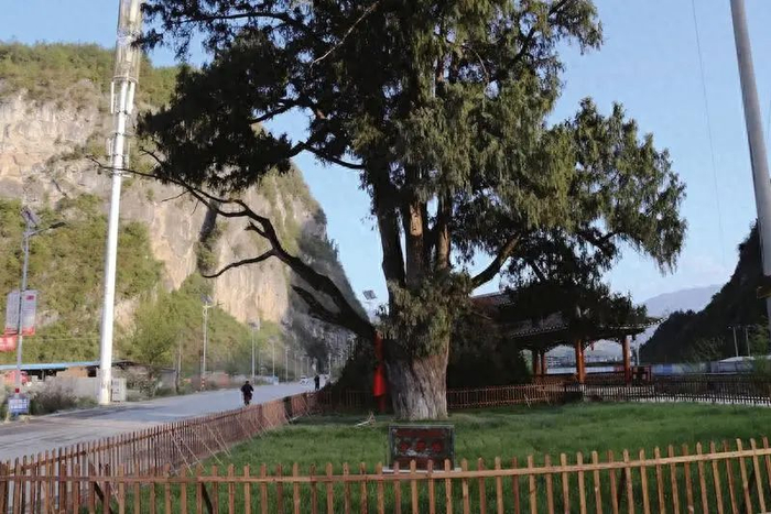 图为公益诉讼助力“会师柏”换新颜。