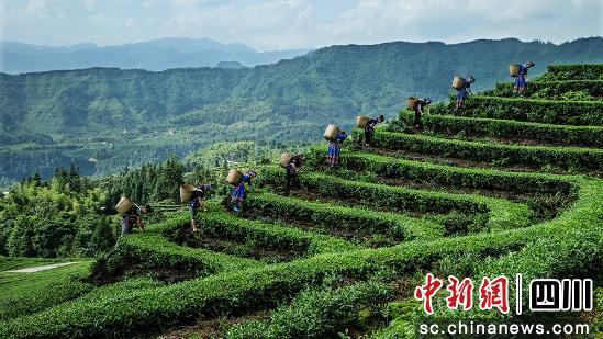 游客体验采茶。珙县县委宣传部 供图