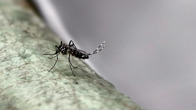 白纹伊蚊。视觉中国 资料图