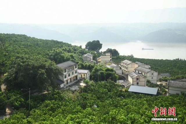 图为“三峡橘海”生态美景。中新社记者 周毅 摄