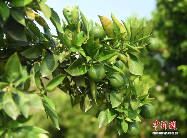 图为“三峡橘海”的柑橘树枝头挂果。中新社记者 周毅 摄