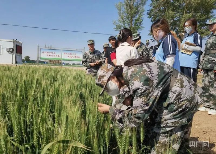 甘肃有色冶金职业技术学院农业专业学生在试验田研学（央广网发 金昌市委宣传部供图）