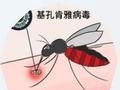 怎么突然冒出“基孔肯雅热”？防范锦囊请收好→