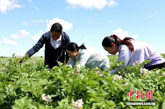 图为技术人员察看马铃薯长势。 张蜀雁摄