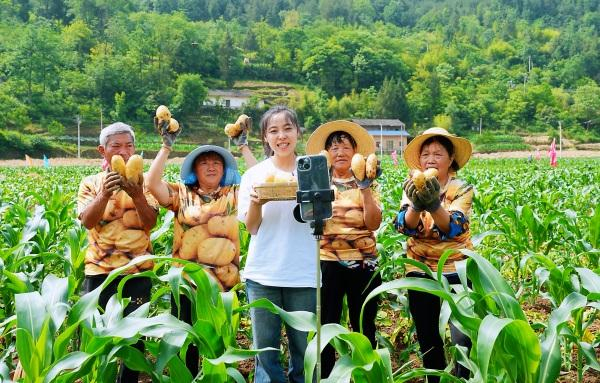 村播在田间直播助农卖土豆。人民网/重庆巫山县融媒体中心供图 