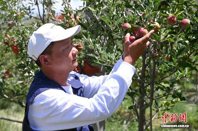 图为扎囊县矮化苹果种植基地，苹果挂满枝头。赵朗 摄