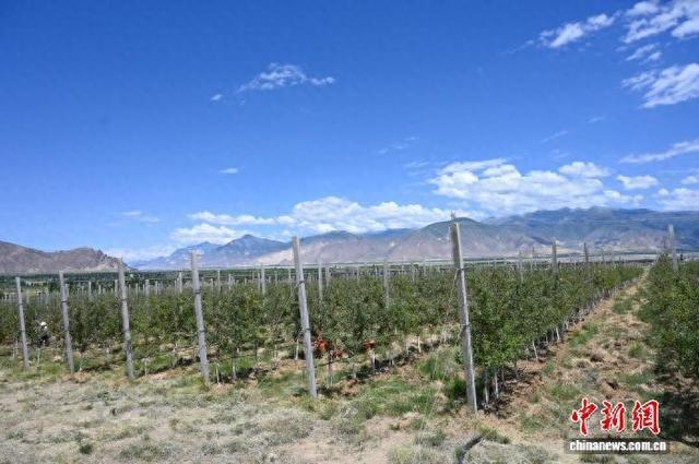 图为扎囊县矮化苹果种植基地。赵朗 摄