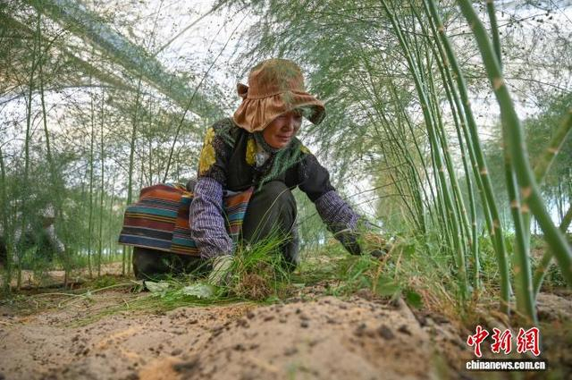 图为基地附近农牧民在芦笋种植棚内除草。赵朗 摄