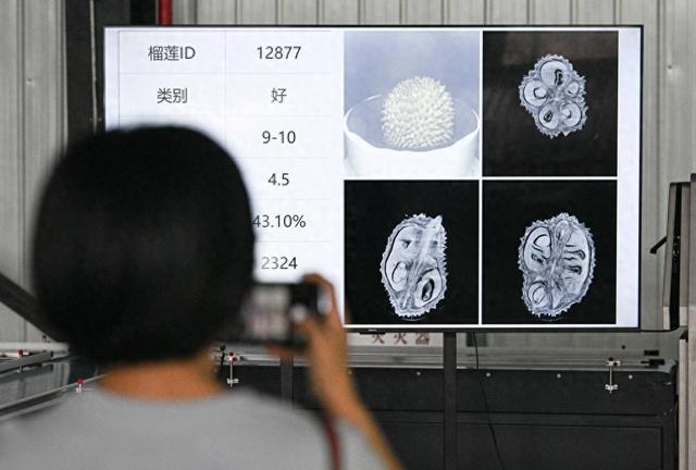 在海南三亚拍摄的由榴莲智能分选生产线生成的榴莲检测数据及影像（7月18日摄）。新华社记者 蒲晓旭 摄