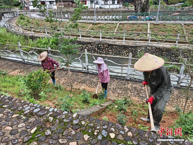 7月12日，在福州市罗源县霍口畲族乡福湖村，村民正在为种植在村中的香草除杂草。高坤颖 摄