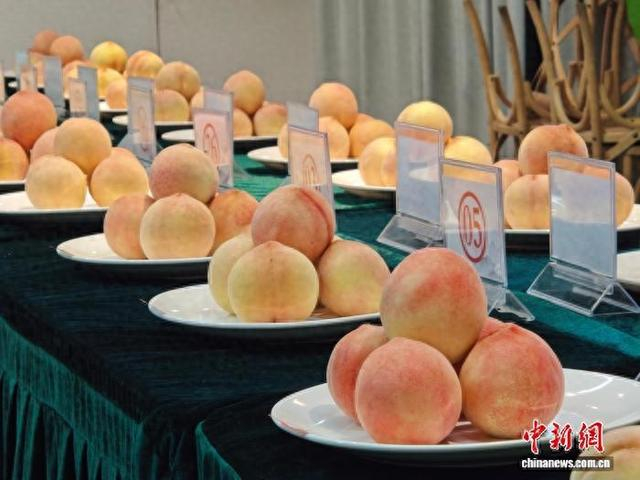 无锡阳山，一批“桃王”集中亮相。孙权 摄