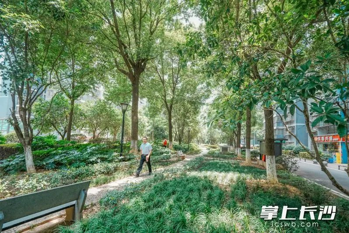 白沙湾嘉园小区内，绿化郁郁葱葱。 均为长沙晚报全媒体记者 陈飞 摄