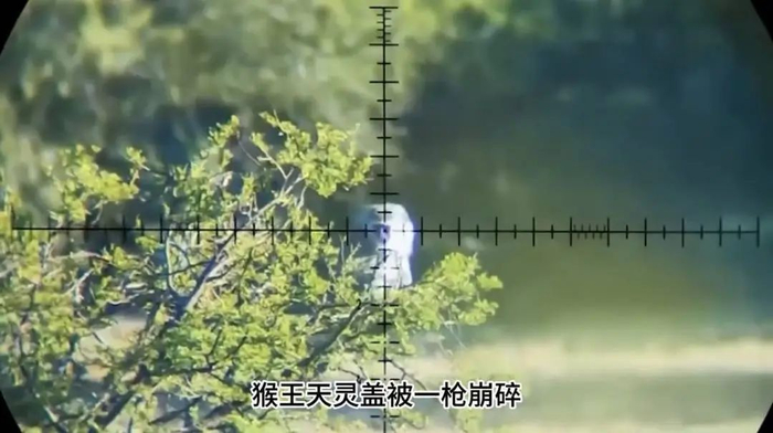 “猴王被毙”画面里被击杀的猴子为非洲长尾黑颚猴。网传视频截图