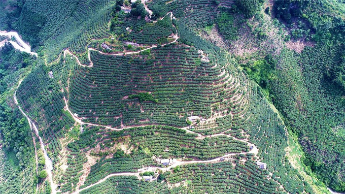 “妃子笑”荔枝种植基地 图源：云南日报