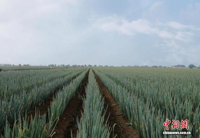 大葱地里绿意盎然。徐欢欢 摄