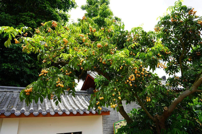 郁南无核黄皮怎么与文旅深度融合?郁南这样干!|黄皮飘香|郁南县|云浮市|广东省|活动_新浪新闻