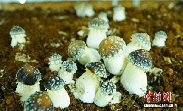 图为赤松茸。 梁震英 摄