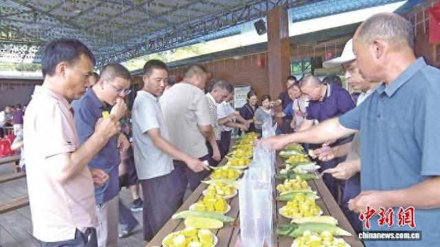 7月上旬，鲜食玉米品鉴会在大田县大石村举行。 林伯郊摄