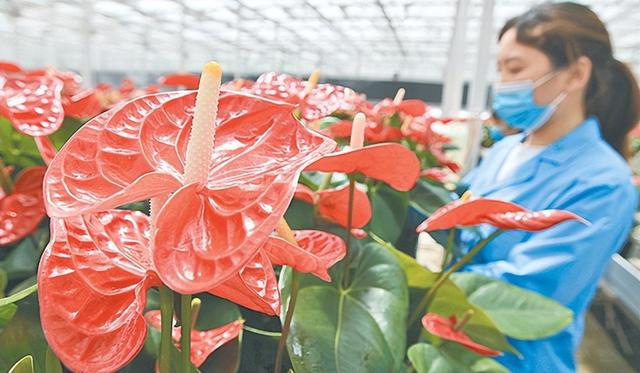 鄢陵建业绿色基地 许昌日报供图 牛原 摄