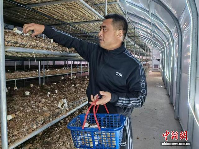 图为工人在采摘赤松茸。 吴若彤 摄