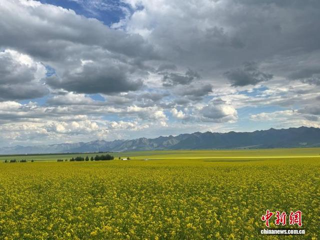 图为门源县北方小油菜种植基地。潘雨洁 摄