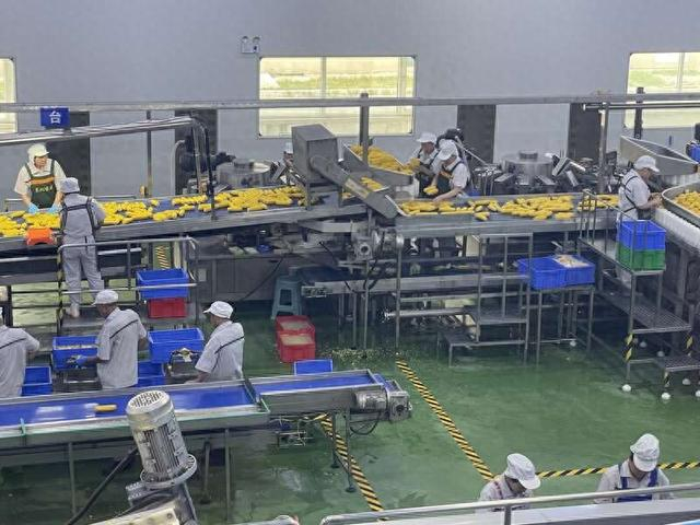 吉林省农嫂食品有限公司的鲜食玉米生产车间。中青报·中青网见习记者 卢健/摄