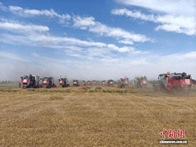 图为狼山镇万亩硬质小麦示范园区小麦开镰。 胡东育 摄