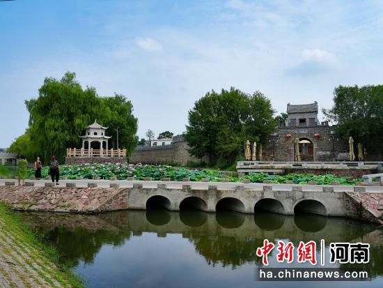 图为石桥营村南寨门广场旁荷花摇曳生姿。