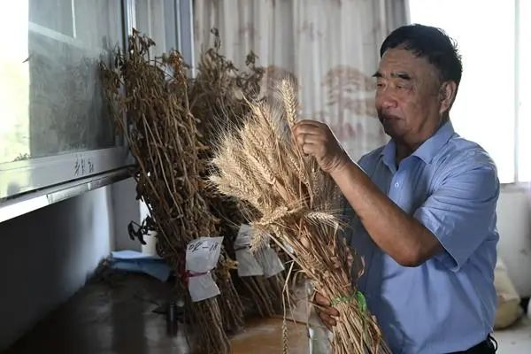 7月20日，徐淙祥在家中察看用于研究的小麦样品。新华社记者 黄博涵/摄