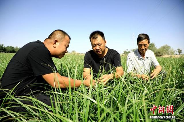 技术人员实地查看油莎豆生长态势。李筱 摄