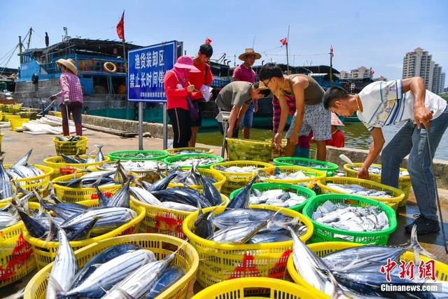 在琼海潭门中心渔港，渔民们正忙碌交易刚捕捞上岸的渔获。骆云飞 摄