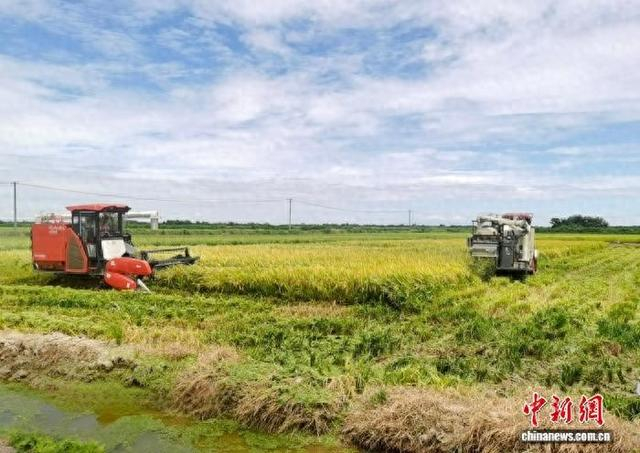 图为在江西省南昌市南昌县蒋巷镇的大田农社水稻种植区，农户正在收割早稻。 受访者供图