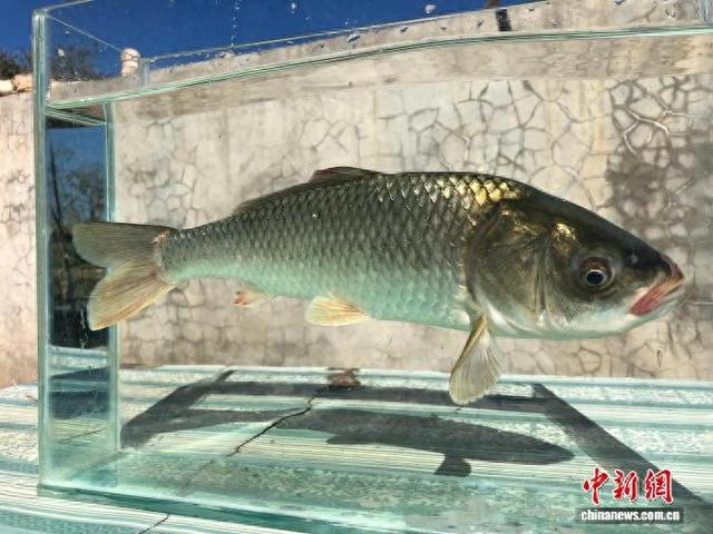 图为江川大头鱼。张四春 摄