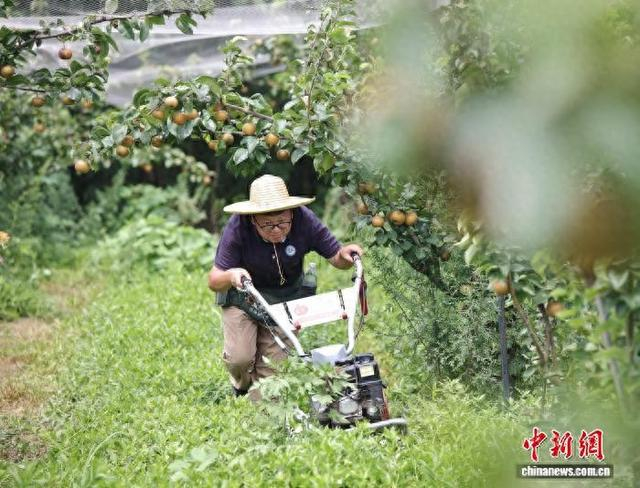 朱硕阳操作着割草机在梨园穿梭。张敏摄