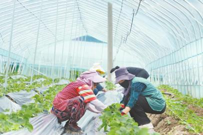 松岗镇村民在草莓基地铺地膜。刘文佳 摄