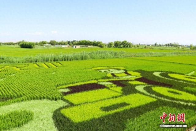 7月25日，俯瞰乌鲁木齐市米东区羊毛工镇新建村的稻田画。 苟继鹏 摄